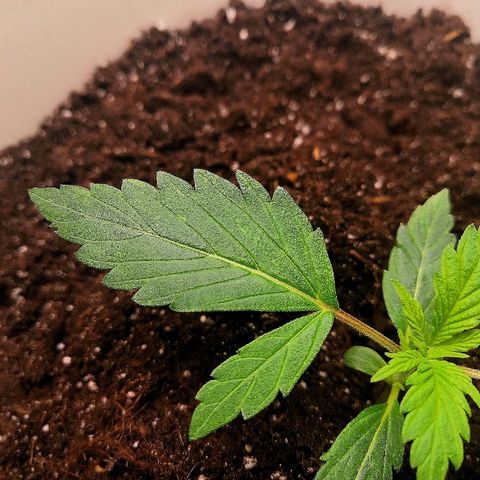 Auto White Widow #1 growlog timeline photo