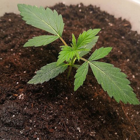 Auto White Widow #1 growlog timeline photo