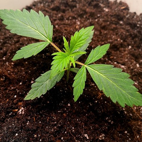 Auto White Widow #1 growlog timeline photo