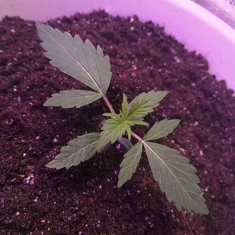 Auto White Widow #1 growlog timeline photo
