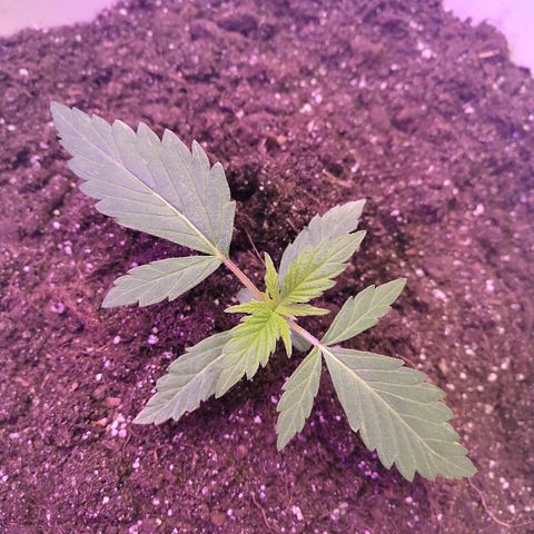 Auto White Widow #1 growlog timeline photo