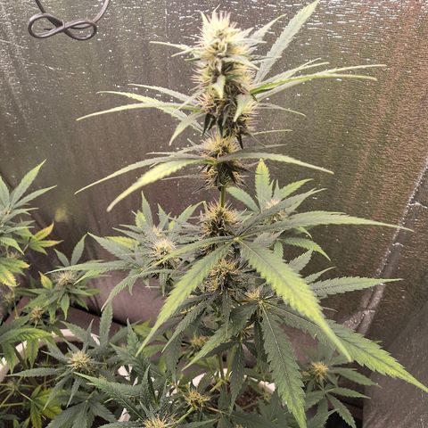 Auto White Widow #1 growlog timeline photo