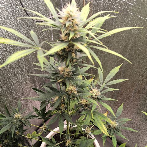 Auto White Widow #1 growlog timeline photo