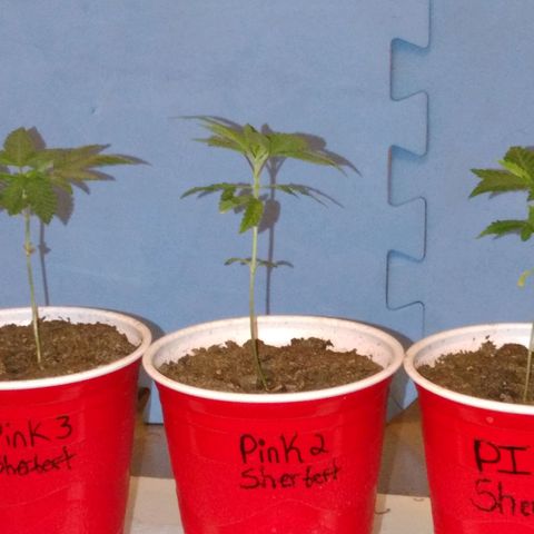 Pink sherbet  growlog timeline photo