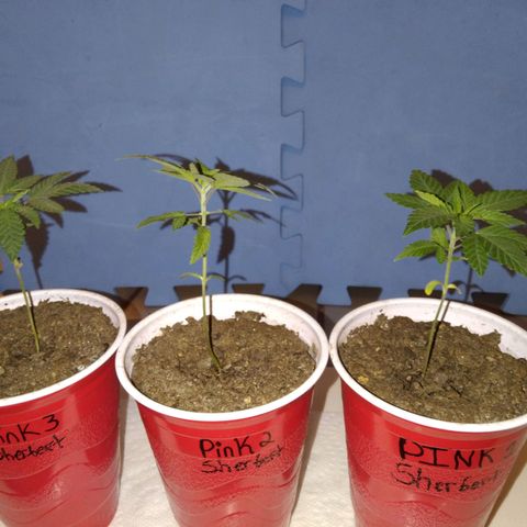Pink sherbet  growlog timeline photo
