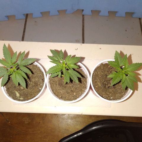 Pink sherbet  growlog timeline photo