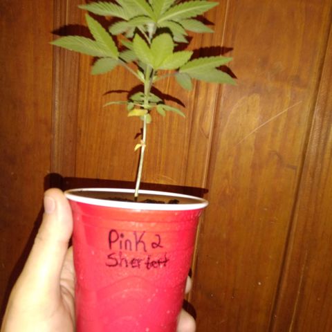 Pink sherbet  growlog photo: The switch to 1 gal pots before and after
