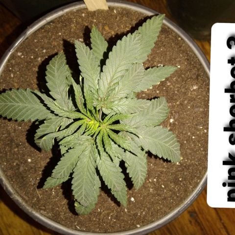 Pink sherbet  growlog photo: The switch to 1 gal pots before and after