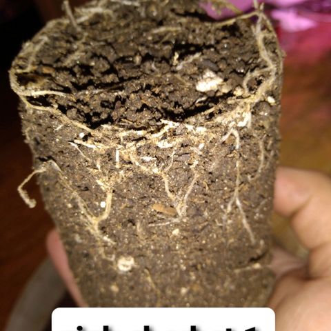 Pink sherbet  growlog photo: The switch to 1 gal pots before and after