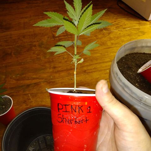 Pink sherbet  growlog photo: The switch to 1 gal pots before and after