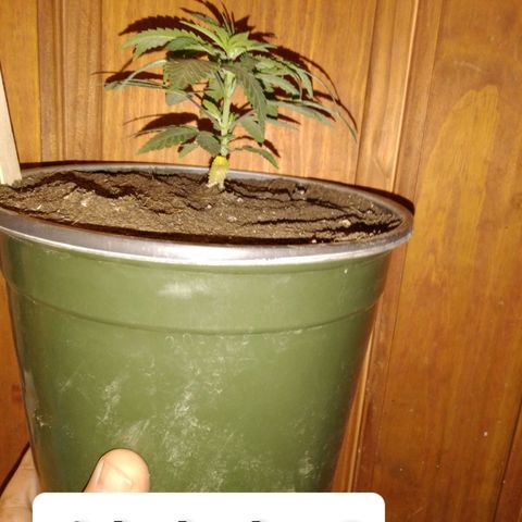 Pink sherbet  growlog photo: The switch to 1 gal pots before and after