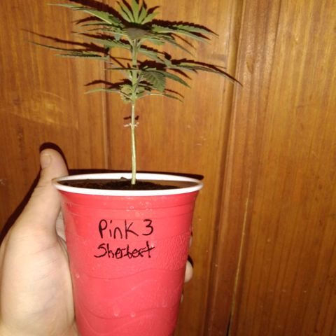 Pink sherbet  growlog photo: The switch to 1 gal pots before and after