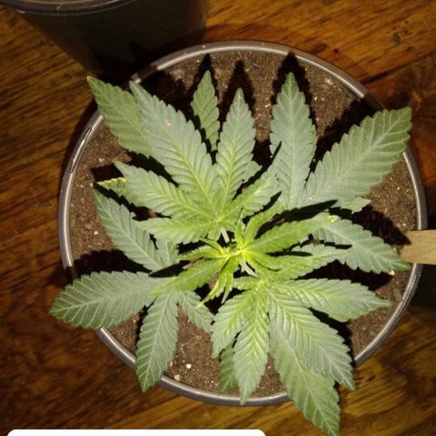 Pink sherbet  growlog timeline photo