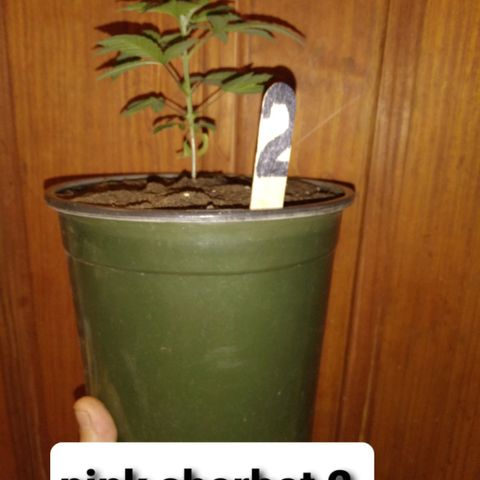 Pink sherbet  growlog timeline photo