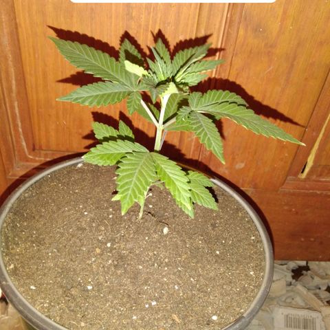 Pink sherbet  growlog photo: The switch to 1 gal pots before and after