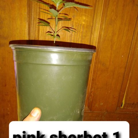 Pink sherbet  growlog photo: The switch to 1 gal pots before and after