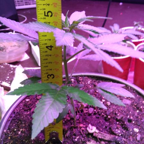 Pink sherbet  growlog photo: Day after transplant no transplant shock or problems noticed 