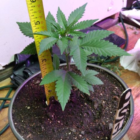 Pink sherbet  growlog photo: Day after transplant no transplant shock or problems noticed 