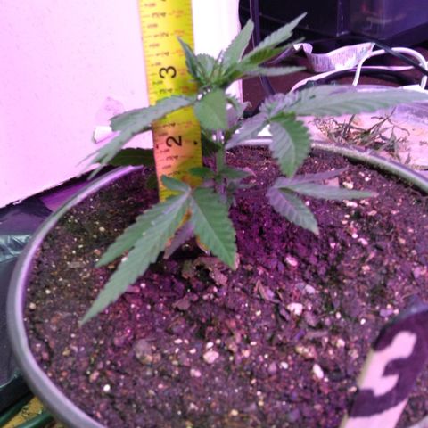 Pink sherbet  growlog photo: Day after transplant no transplant shock or problems noticed 