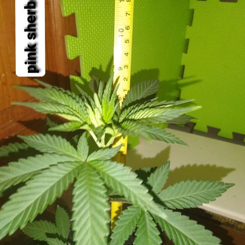 Pink sherbet  growlog timeline photo