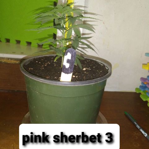 Pink sherbet  growlog timeline photo
