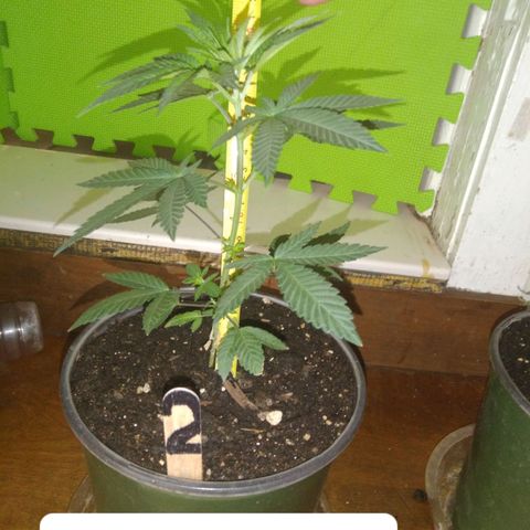 Pink sherbet  growlog timeline photo