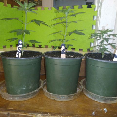 Pink sherbet  growlog timeline photo
