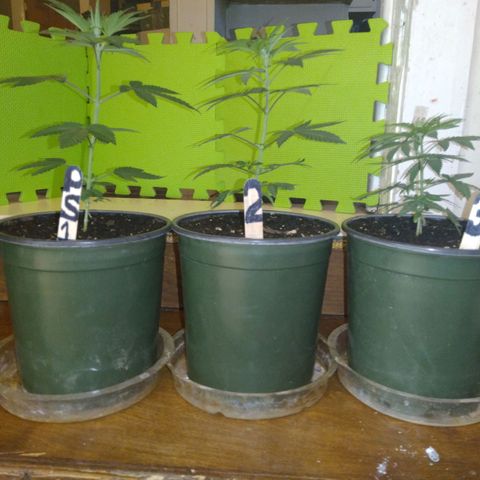 Pink sherbet  growlog timeline photo