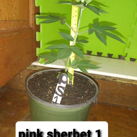 Pink sherbet  growlog timeline photo