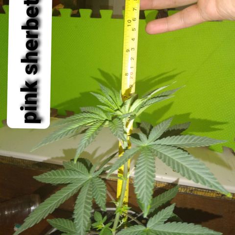 Pink sherbet  growlog timeline photo