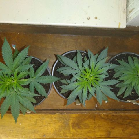 Pink sherbet  growlog timeline photo