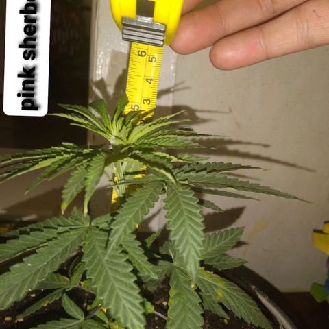 Pink sherbet  growlog timeline photo