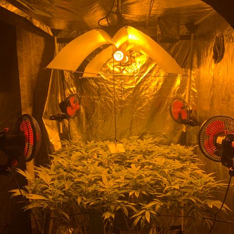 GG4 #1 #3 growlog photo: Todo bien