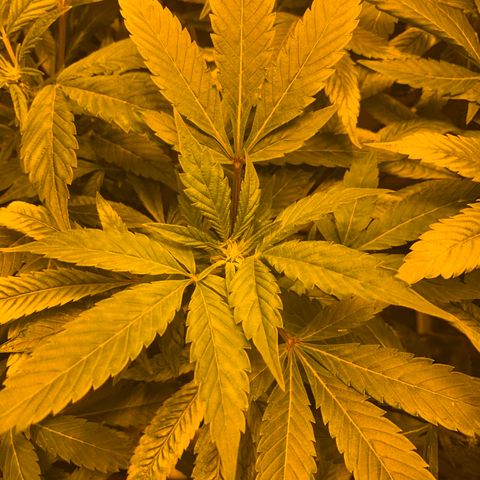 GG4 #1 #3 growlog timeline photo