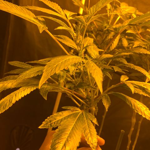 GG4 #1 #3 growlog timeline photo
