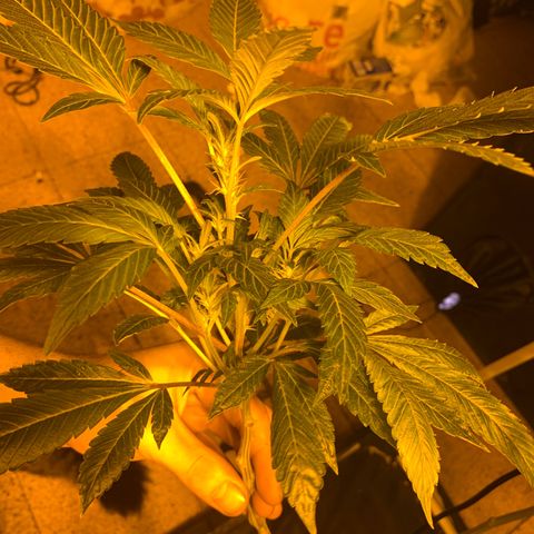 GG4 #1 #3 growlog timeline photo