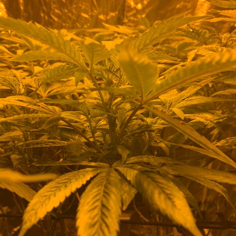 GG4 #1 #3 growlog timeline photo