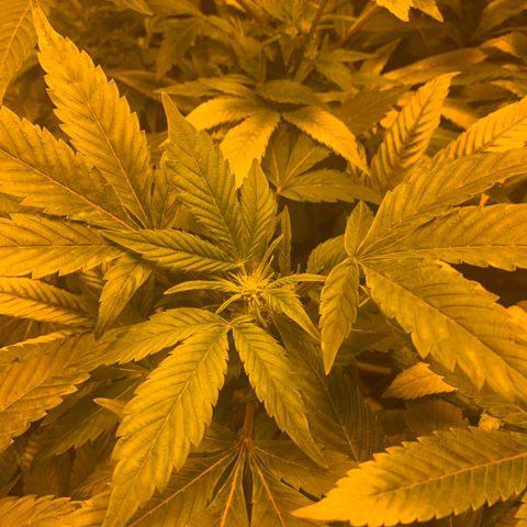 GG4 #1 #3 growlog timeline photo