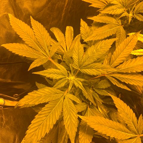GG4 #1 #3 growlog timeline photo