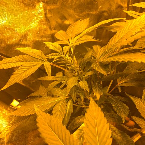 GG4 #1 #3 growlog timeline photo
