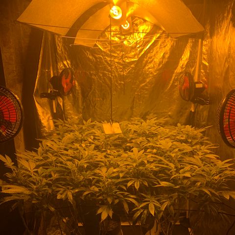 GG4 #1 #3 growlog photo: 00:20