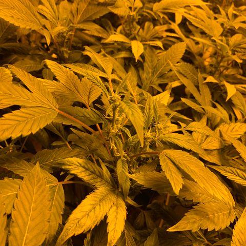 GG4 #1 #3 growlog photo: Voy a regar todas las plantas menos la 5
Creo que tienen sed por que a pesar de tener la parte de abajo de la maceta textil oscurecida (sera que sigue humedo eso)
Mi duda es: necesitan beber ya para seguir el crecimiento a toda ostia o deberia dejar que se sequen por completo 100% y quede la tierra hecha un bloque? Voy a decidirme por regar y espero no ahogarla, creo que estan secas suficientemente como para regarlas