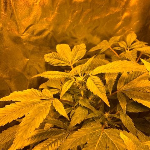 GG4 #1 #3 growlog photo: Voy a regar todas las plantas menos la 5
Creo que tienen sed por que a pesar de tener la parte de abajo de la maceta textil oscurecida (sera que sigue humedo eso)
Mi duda es: necesitan beber ya para seguir el crecimiento a toda ostia o deberia dejar que se sequen por completo 100% y quede la tierra hecha un bloque? Voy a decidirme por regar y espero no ahogarla, creo que estan secas suficientemente como para regarlas