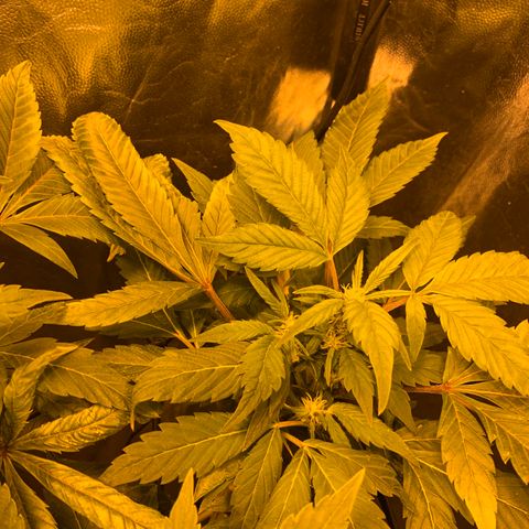 GG4 #1 #3 growlog photo: Voy a regar todas las plantas menos la 5
Creo que tienen sed por que a pesar de tener la parte de abajo de la maceta textil oscurecida (sera que sigue humedo eso)
Mi duda es: necesitan beber ya para seguir el crecimiento a toda ostia o deberia dejar que se sequen por completo 100% y quede la tierra hecha un bloque? Voy a decidirme por regar y espero no ahogarla, creo que estan secas suficientemente como para regarlas