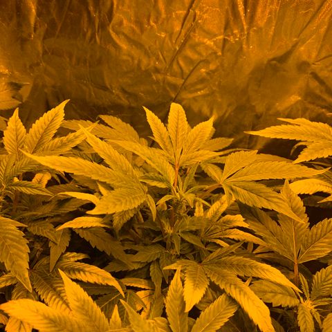 GG4 #1 #3 growlog photo: Voy a regar todas las plantas menos la 5
Creo que tienen sed por que a pesar de tener la parte de abajo de la maceta textil oscurecida (sera que sigue humedo eso)
Mi duda es: necesitan beber ya para seguir el crecimiento a toda ostia o deberia dejar que se sequen por completo 100% y quede la tierra hecha un bloque? Voy a decidirme por regar y espero no ahogarla, creo que estan secas suficientemente como para regarlas