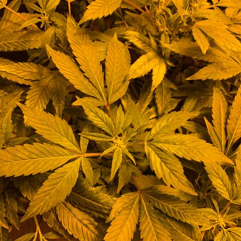 GG4 #1 #3 growlog photo: Voy a regar todas las plantas menos la 5
Creo que tienen sed por que a pesar de tener la parte de abajo de la maceta textil oscurecida (sera que sigue humedo eso)
Mi duda es: necesitan beber ya para seguir el crecimiento a toda ostia o deberia dejar que se sequen por completo 100% y quede la tierra hecha un bloque? Voy a decidirme por regar y espero no ahogarla, creo que estan secas suficientemente como para regarlas