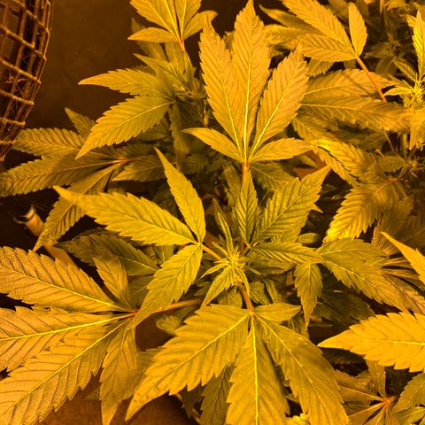 GG4 #1 #3 growlog photo: Voy a regar todas las plantas menos la 5
Creo que tienen sed por que a pesar de tener la parte de abajo de la maceta textil oscurecida (sera que sigue humedo eso)
Mi duda es: necesitan beber ya para seguir el crecimiento a toda ostia o deberia dejar que se sequen por completo 100% y quede la tierra hecha un bloque? Voy a decidirme por regar y espero no ahogarla, creo que estan secas suficientemente como para regarlas