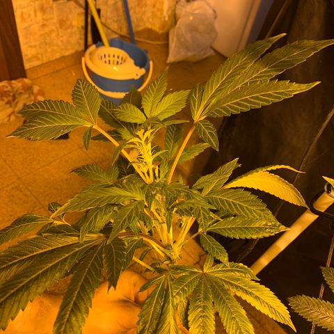 GG4 #1 #3 growlog photo: Voy a regar todas las plantas menos la 5
Creo que tienen sed por que a pesar de tener la parte de abajo de la maceta textil oscurecida (sera que sigue humedo eso)
Mi duda es: necesitan beber ya para seguir el crecimiento a toda ostia o deberia dejar que se sequen por completo 100% y quede la tierra hecha un bloque? Voy a decidirme por regar y espero no ahogarla, creo que estan secas suficientemente como para regarlas
