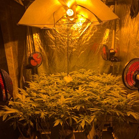GG4 #1 #3 growlog photo: Voy a regar todas las plantas menos la 5
Creo que tienen sed por que a pesar de tener la parte de abajo de la maceta textil oscurecida (sera que sigue humedo eso)
Mi duda es: necesitan beber ya para seguir el crecimiento a toda ostia o deberia dejar que se sequen por completo 100% y quede la tierra hecha un bloque? Voy a decidirme por regar y espero no ahogarla, creo que estan secas suficientemente como para regarlas