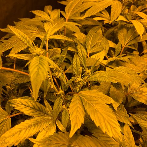GG4 #1 #3 growlog timeline photo